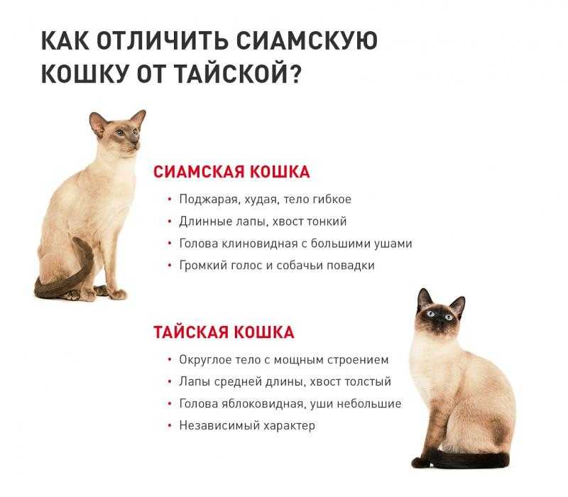 Сиамская и тайская кошка отличия породы - ничего себе... вот это да!