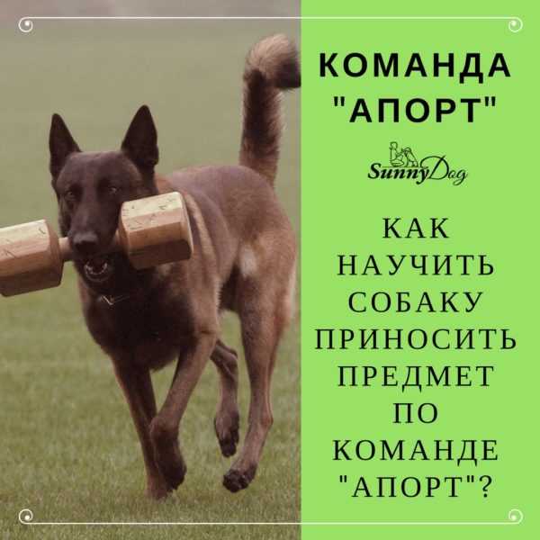 Как научить собаку приносить тапочки - dogtricks.ru