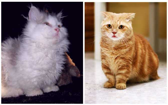 Порода кошек с большими ушами: как называются ушастые лопоухие коты с вытянутой мордой?