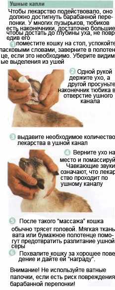 Кот чешет уши: причины и лечение | нвп «астрафарм»