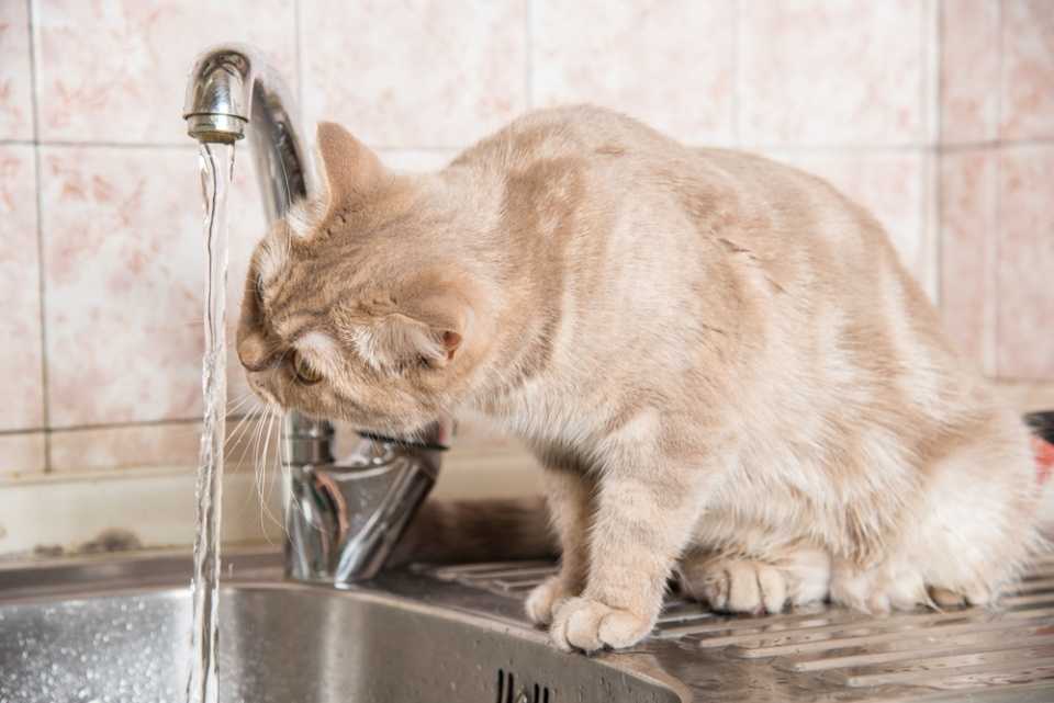 Сколько воды пьют кошки и что делать, если кошка не пьет