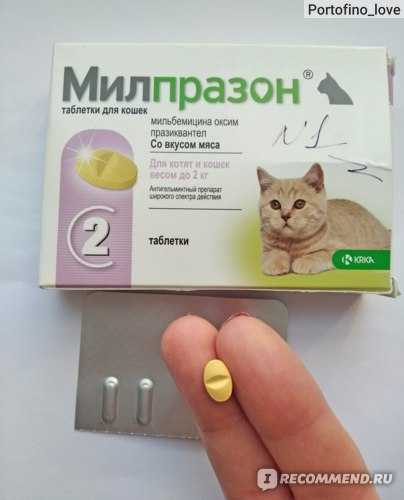 Гельминтоз у кошек: симптомы и лечение