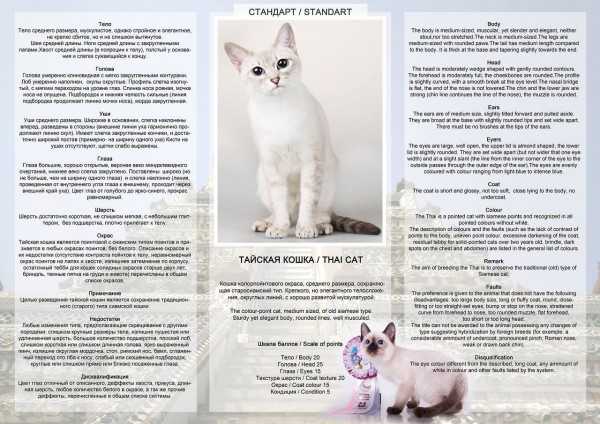 Сколько стоят тайские сиамские коты