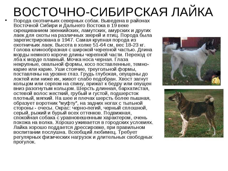 Самоедская лайка: характеристика породы, фото собак, особенности ухода, правильное кормление и отзывы владельцев