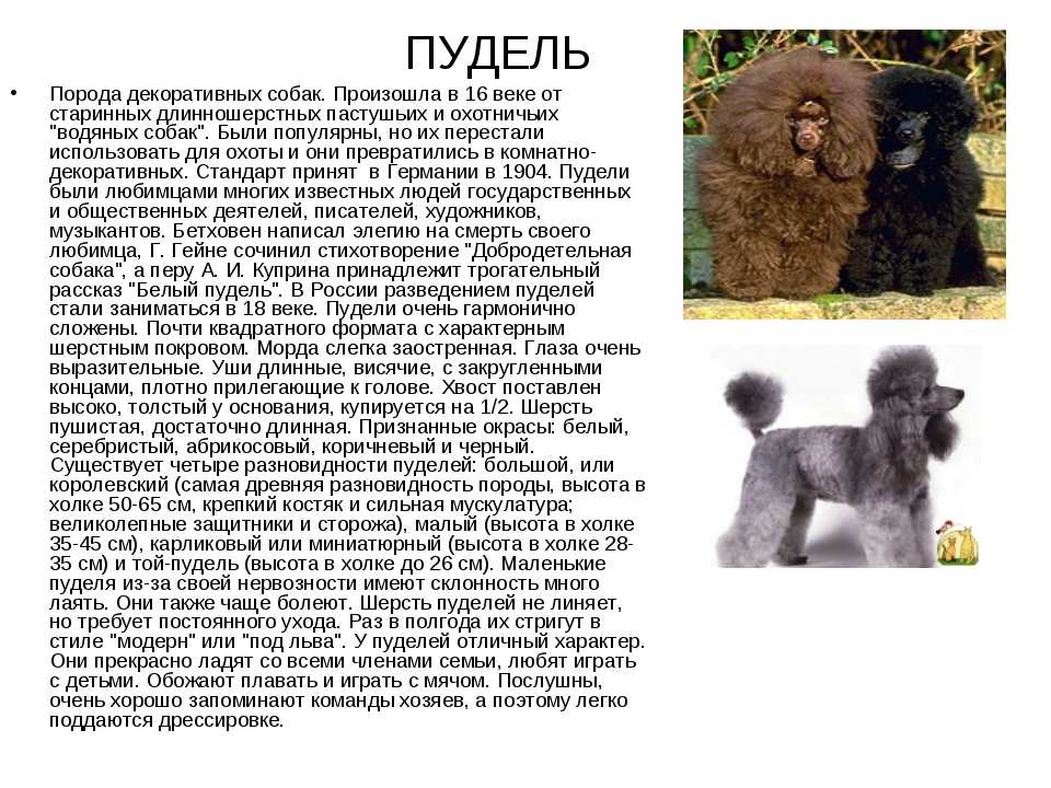 Карликовый пудель собака. описание, особенности, характер, уход и цена породы | живность.ру