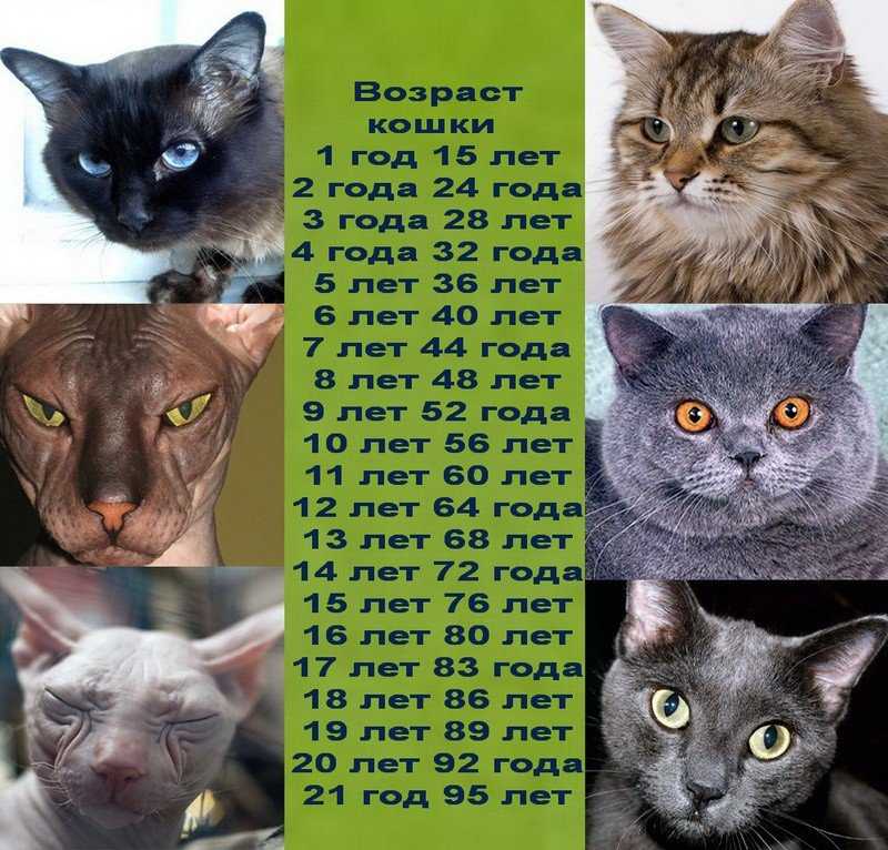 Калькулятор возраста кошки по человеческим меркам