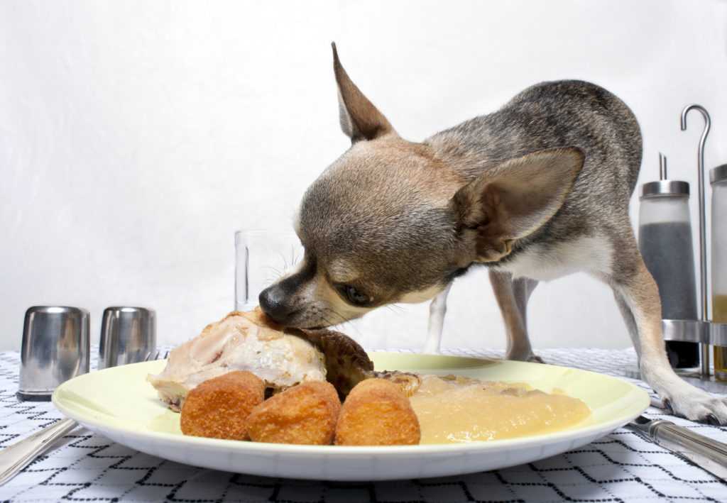 Домашнее питание маленькой собаки - правильное кормление – источник долголетия вашего питомца!