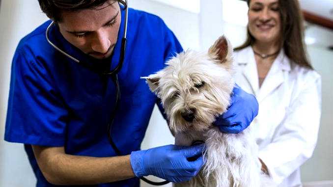 Признаки дископатии у собак и лечение