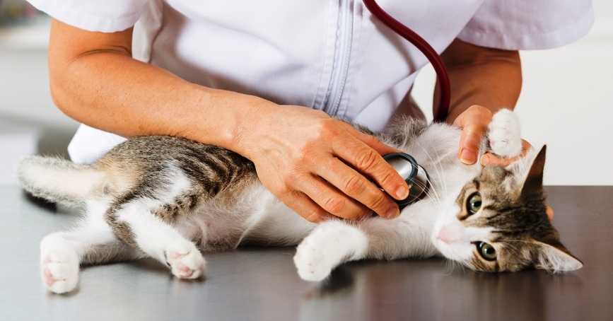 Гипертрофическая кардиомиопатия у кошек