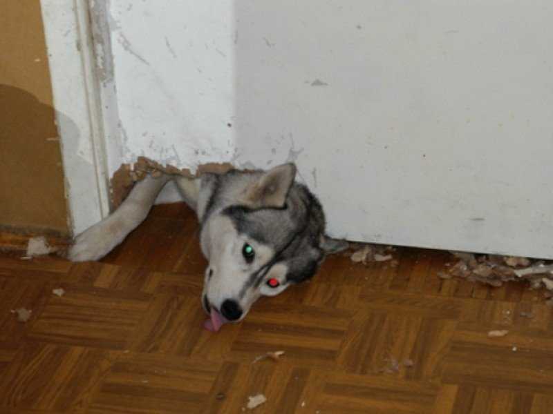 Что делать если собака грызет дверь когда никого нет дома
