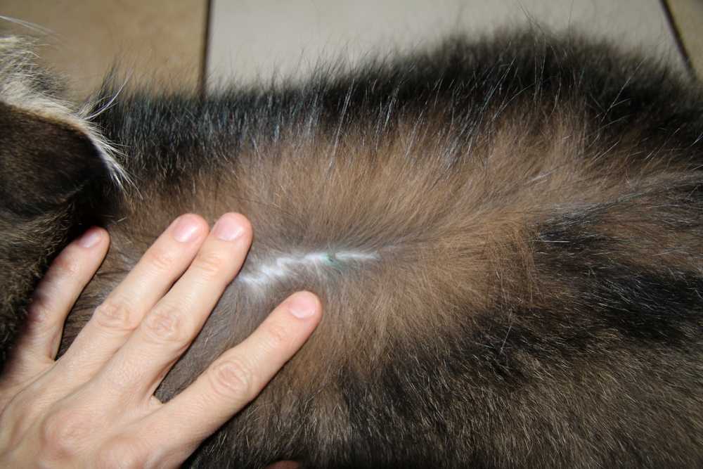 7 причин почему у кота лысеет хвост - симптомы и лечение