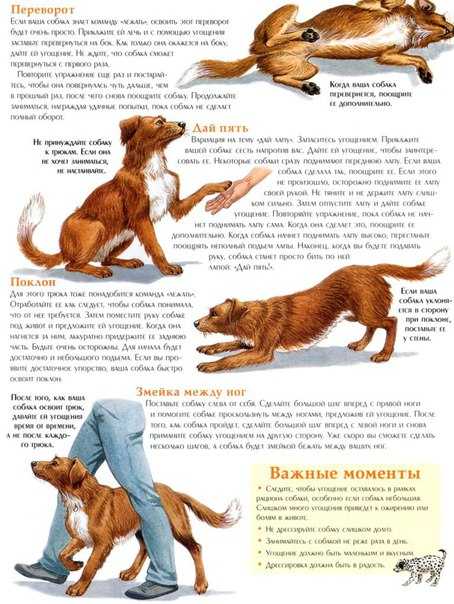 Перечень базовых и интересных команд для собак: как обучить питомца