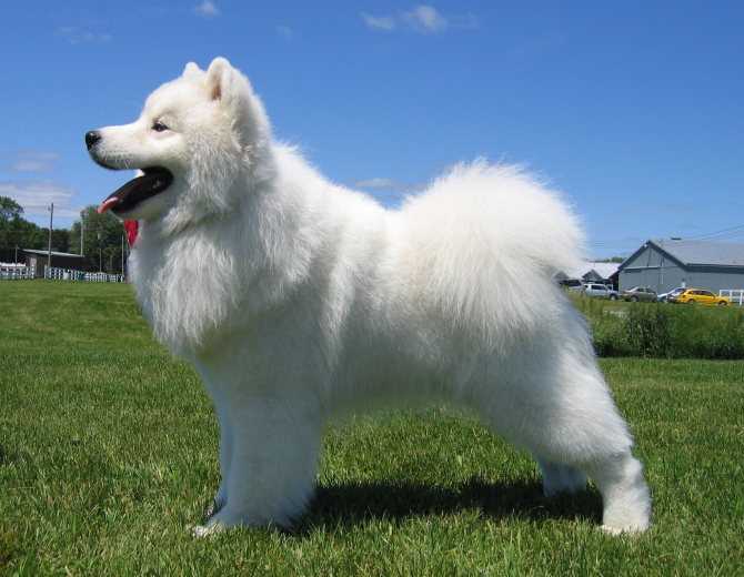 Самоед: фото, описание и характеристика породы собак