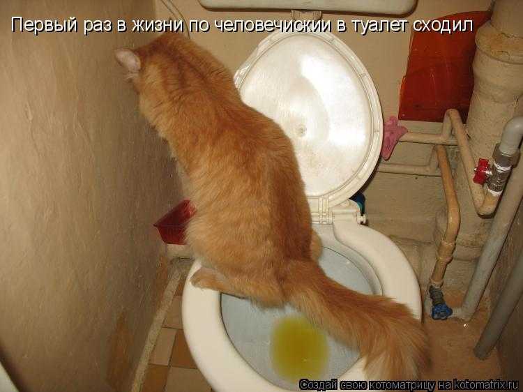 Сколько раз в день кошка должна ходить в туалет?