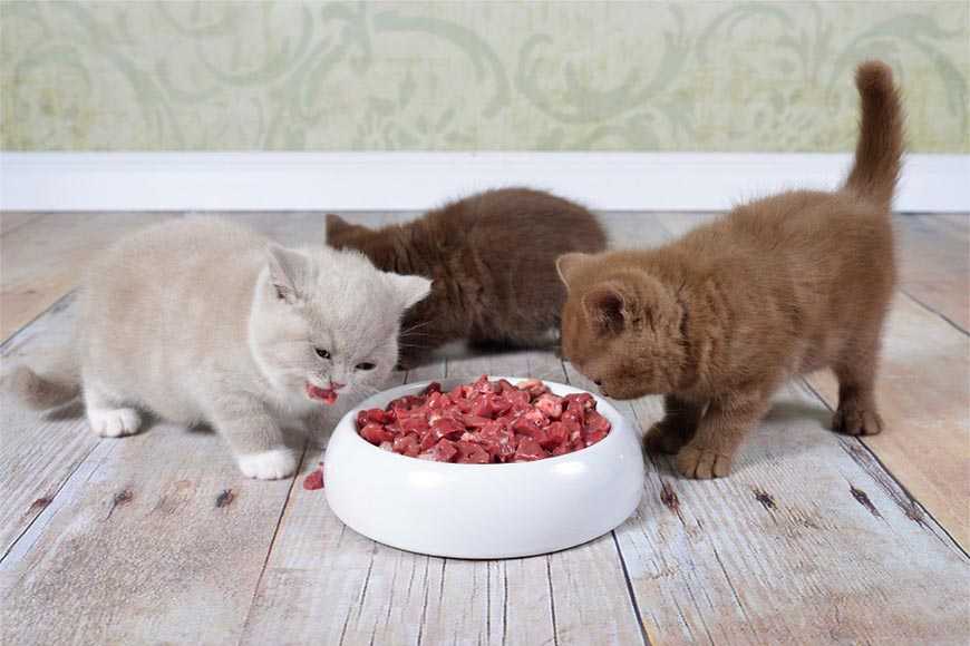 Когда котята самостоятельно начинают есть: как научить