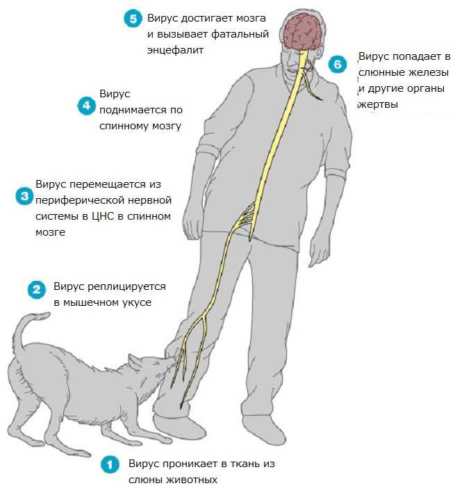 Бешенство у собак - признаки, течение болезни, диагностика, лечение и профилактика | екатеринбург