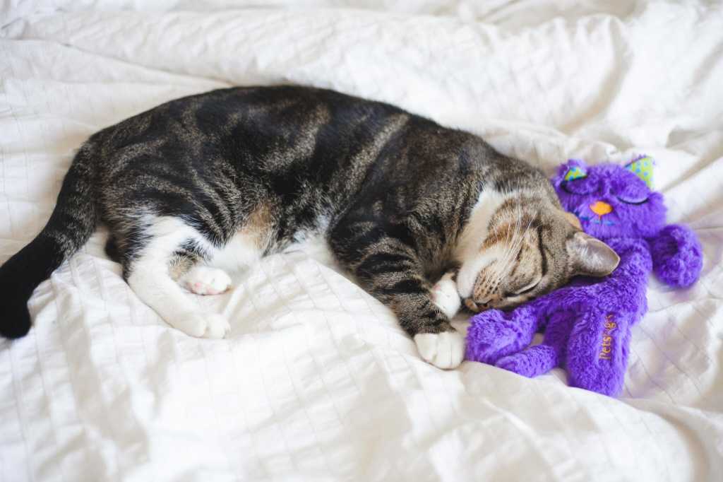 Сколько длится беременность у кошек - блог о кошках...