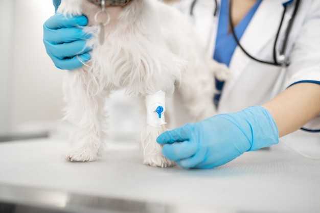 Как делать укол собаке внутримышечно – правила проведения процедуры