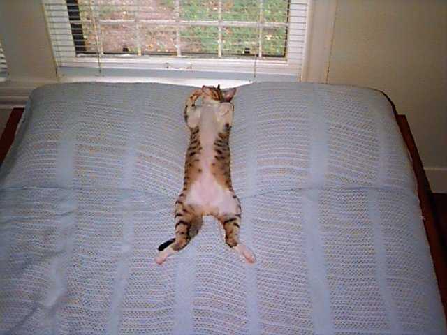 Подсказки хозяевам, что делать, если кошка гадит на кровать или диван