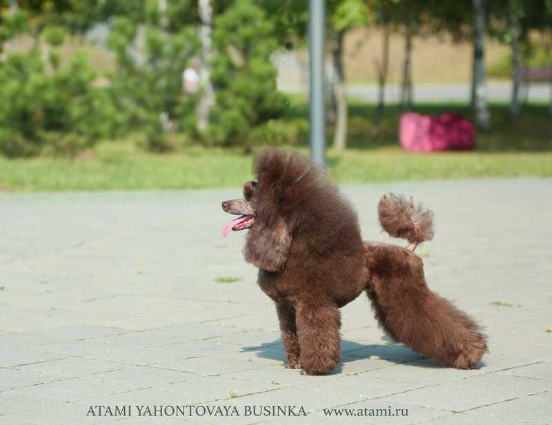 Той-пудель: игрушечный пес, звезда цирка или собака-полицейский