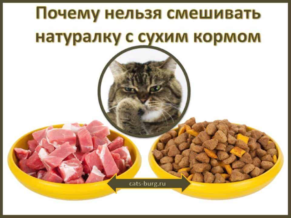 Какими крупами можно кормить котенка