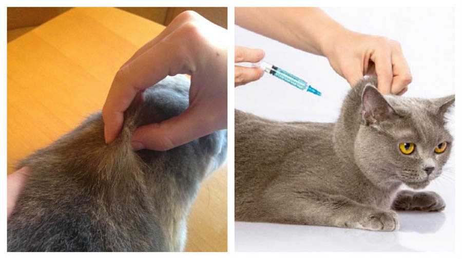 Как сделать укол кошке или коту: подкожно в холку, внутримышечно в бедро, особенности инъекций взрослым животным и котятам, видео