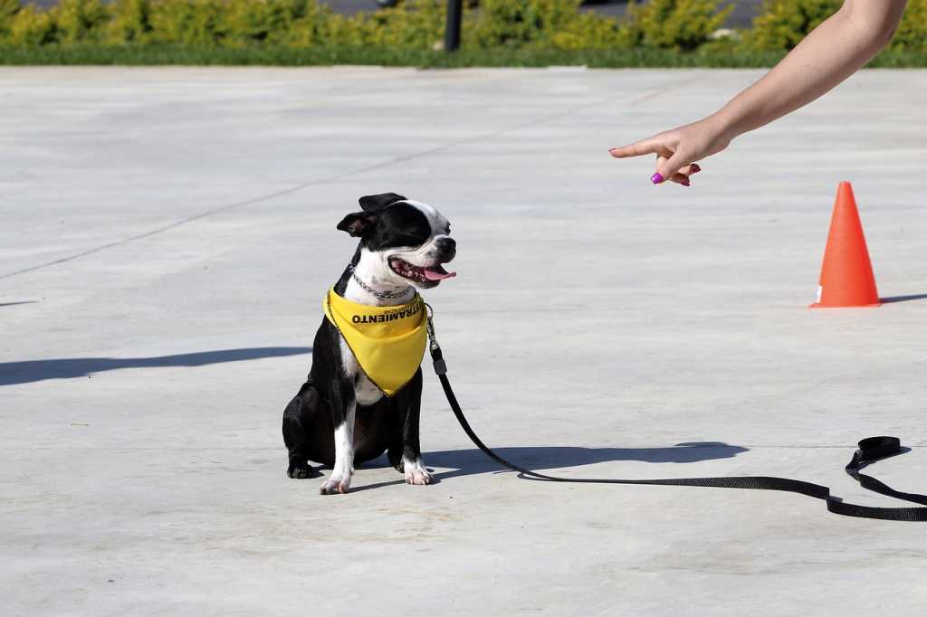 Учим свою собаку трюкам: 7 интересных фокусов