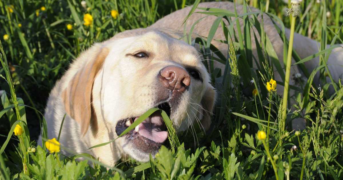 Почему собака ест камни - причины и что делать