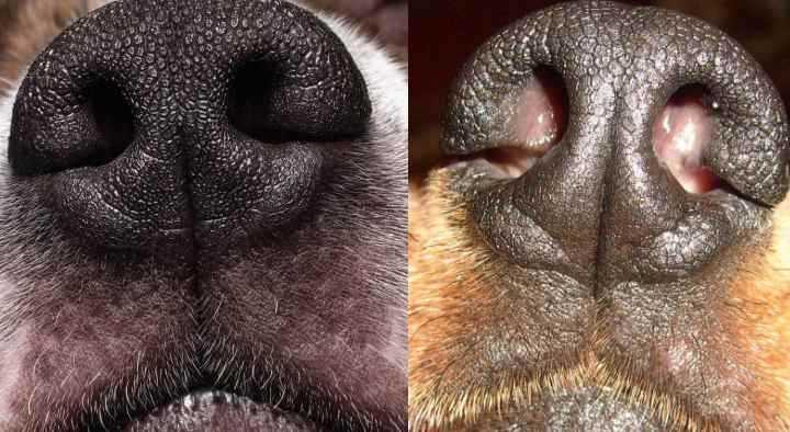 Что может означать сухой нос у собаки