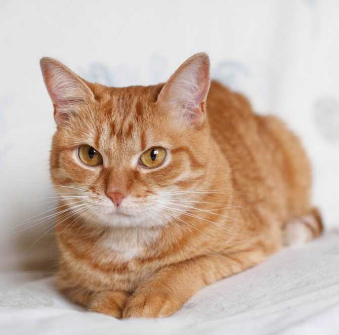 Рыжий кот (31 фото): какими бывают породы таких кошек? что пушистые рыжие коты несут в дом? маленький рыжий котенок с зелеными глазами
