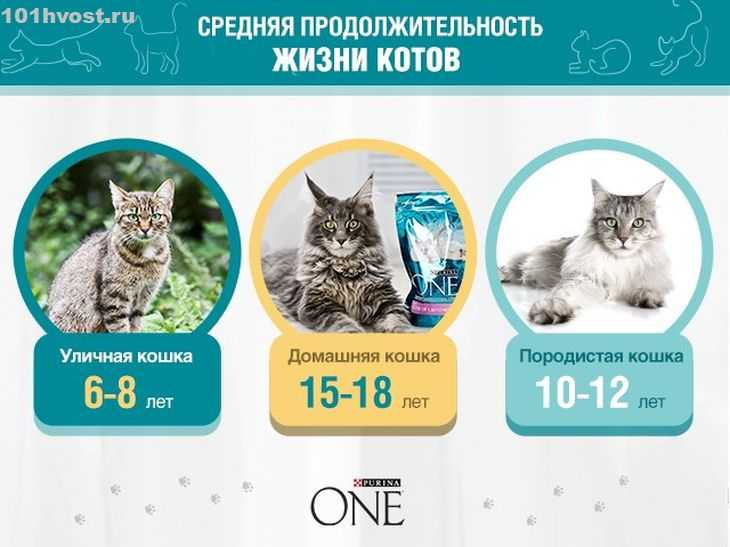 Продолжительность жизни кота в домашних условиях