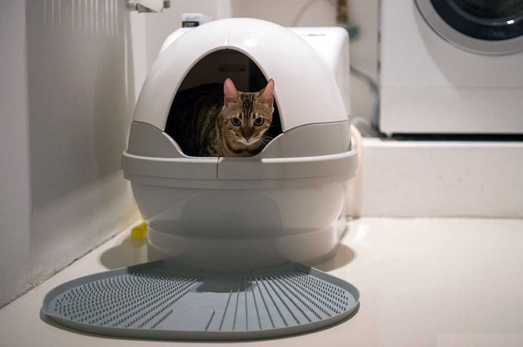 Как приучить котенка к туалету | хиллс