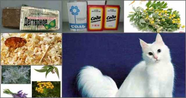 Блохи у кошек – признаки и причины появления, лечение