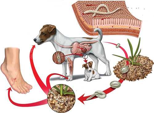 Глисты у собак: причины, симптомы, диагностика и лечение