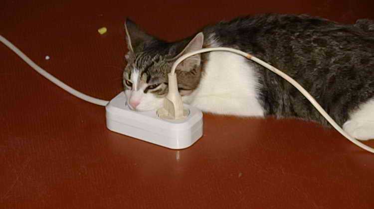 Как моментально отучить кота грызть провода 🚩 уход и воспитание