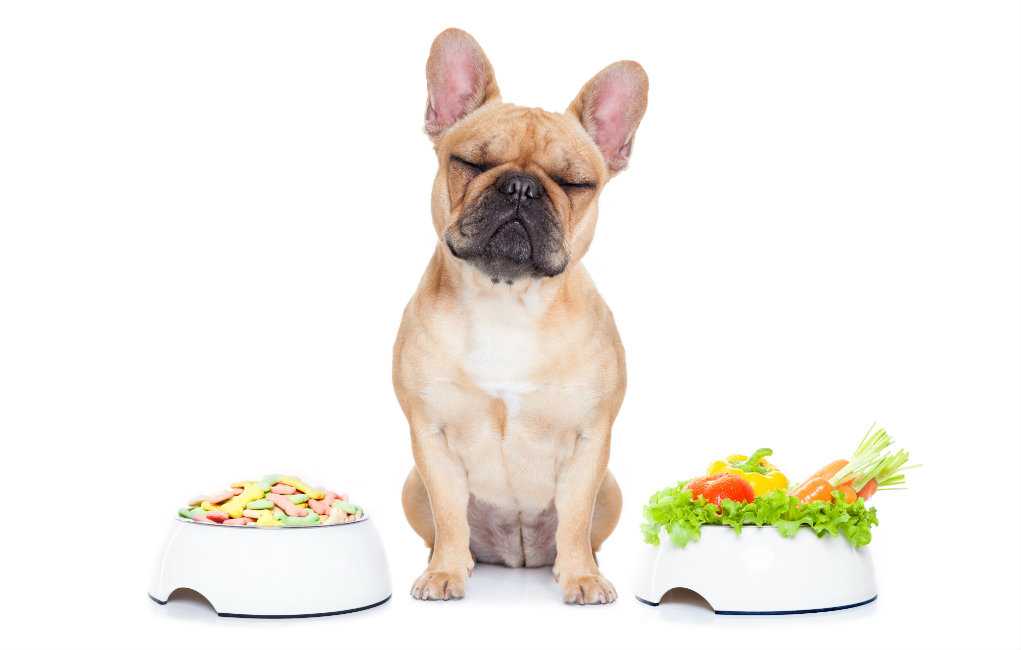 Сколько раз кормить щенка французского бульдога сухим кормом