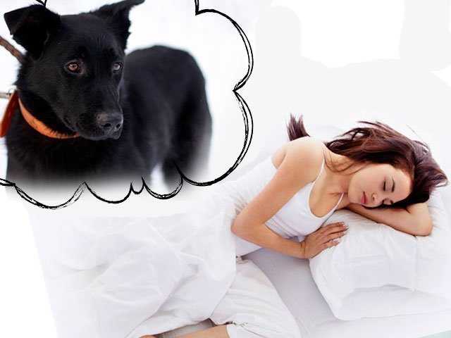 К чему снится собака женщине? значение и толкование сна