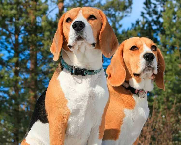 Особенности породы собак бигль | блог ветклиники "беланта"