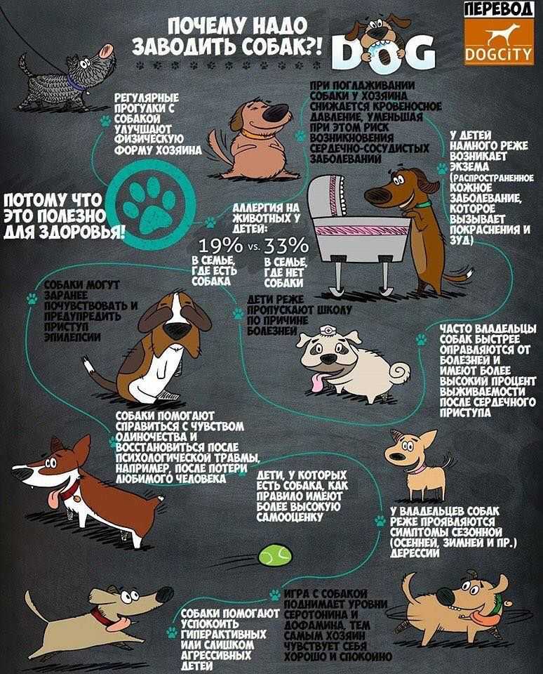 Интересные факты о собаках