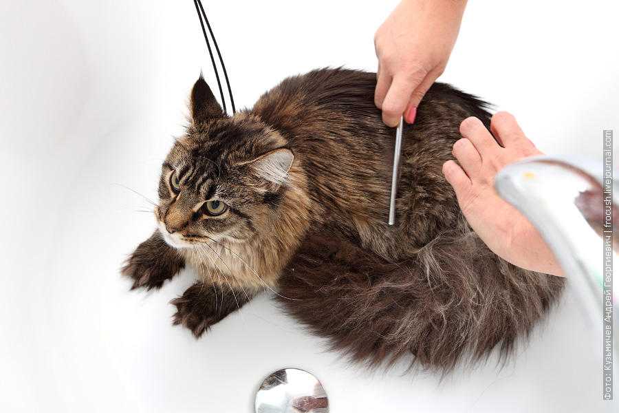 Как помыть кошку в домашних условиях? | hill's pet