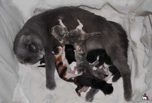 Сколько котят может родить кошка в первый раз?