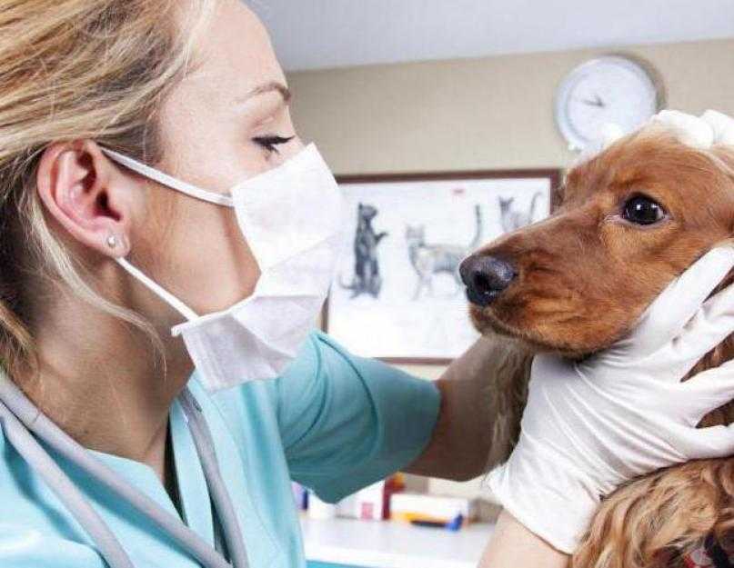 Стригущий лишай у собаки фото признаки и лечение - как выглядит лишай у собак (мокнущий, розовый, отрубевидный)