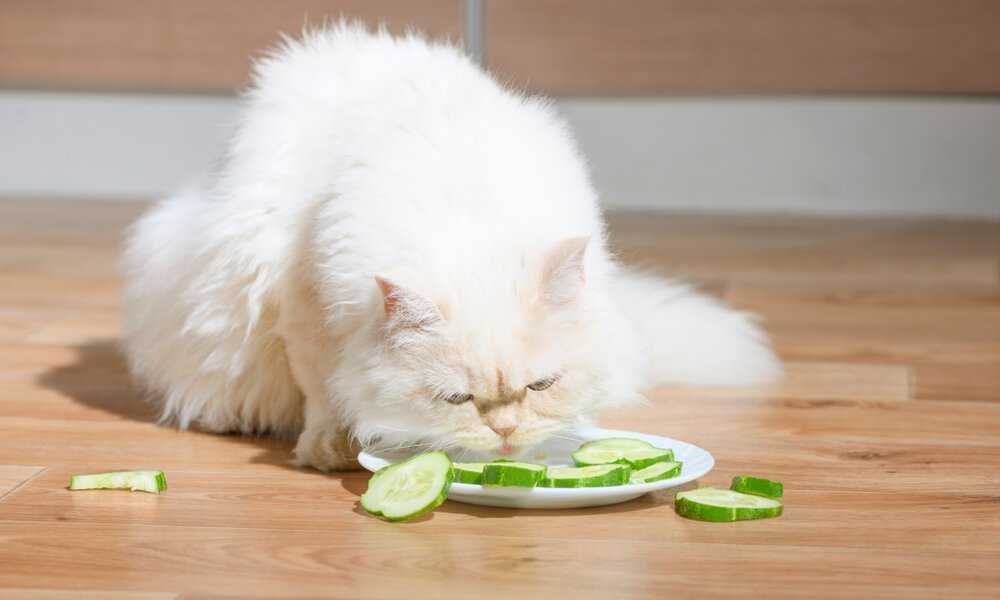 Почему кошек нельзя кормить картошкой