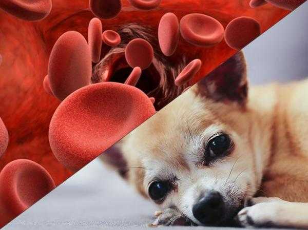 Эндокринная патология - гипотиреоз собак