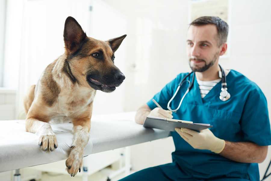 Нужно ли стерилизовать собак?