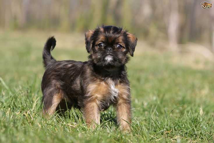 Гриффон — характеристика породы собак | блог ветклиники "беланта"