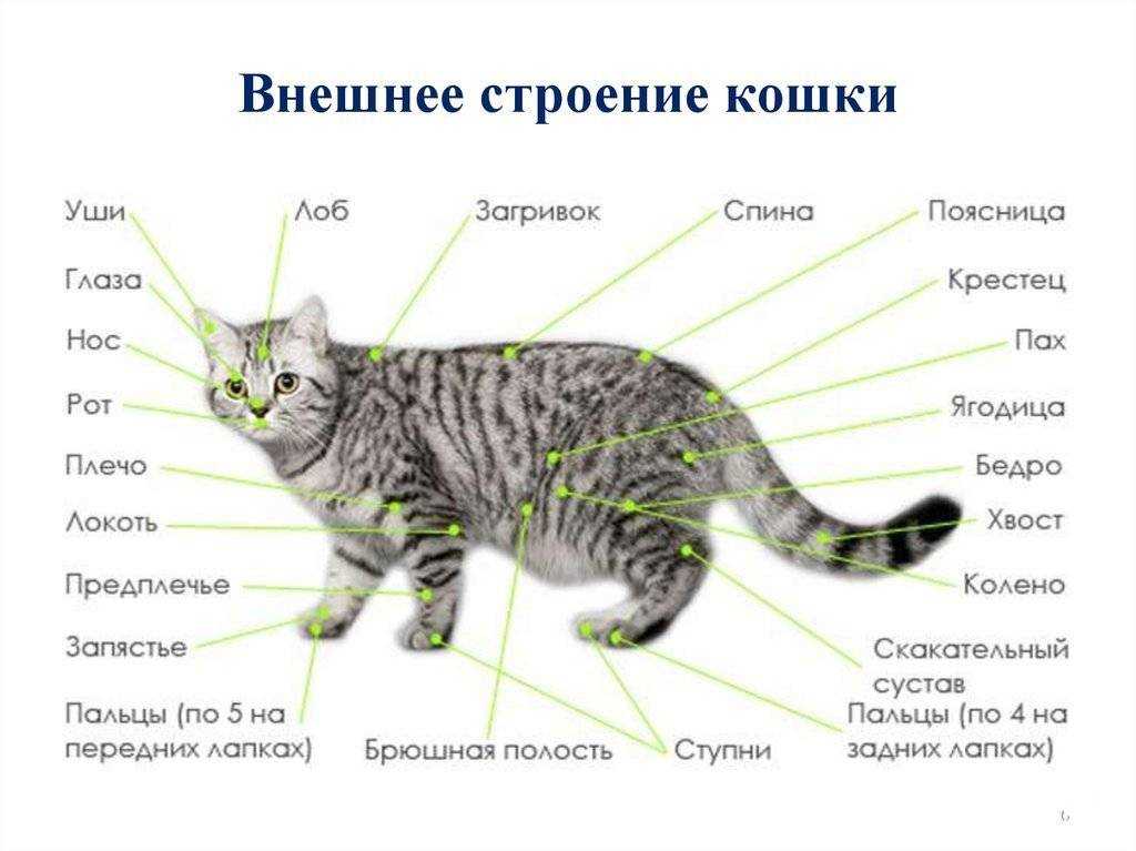 Где находится у кошки и кота холка, фото и описание: изучаем основательно