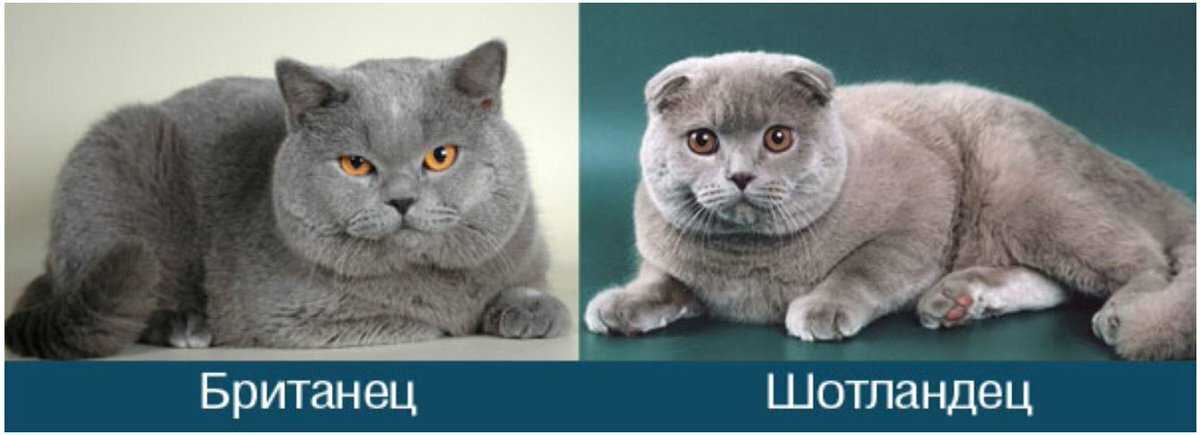 Чем отличаются шотландские кошки от британских: описание внешности, характер, сравнение