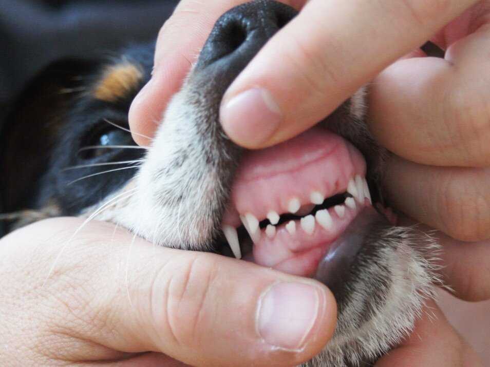 Смена зубов у щенков: все особенности сложного периода