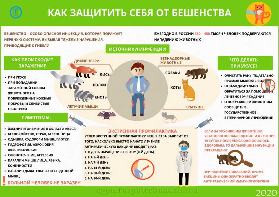 Обезвоживание у кошек - причины, симптомы, лечение обезвоживания у котов в москве. ветеринарная клиника "зоостатус"